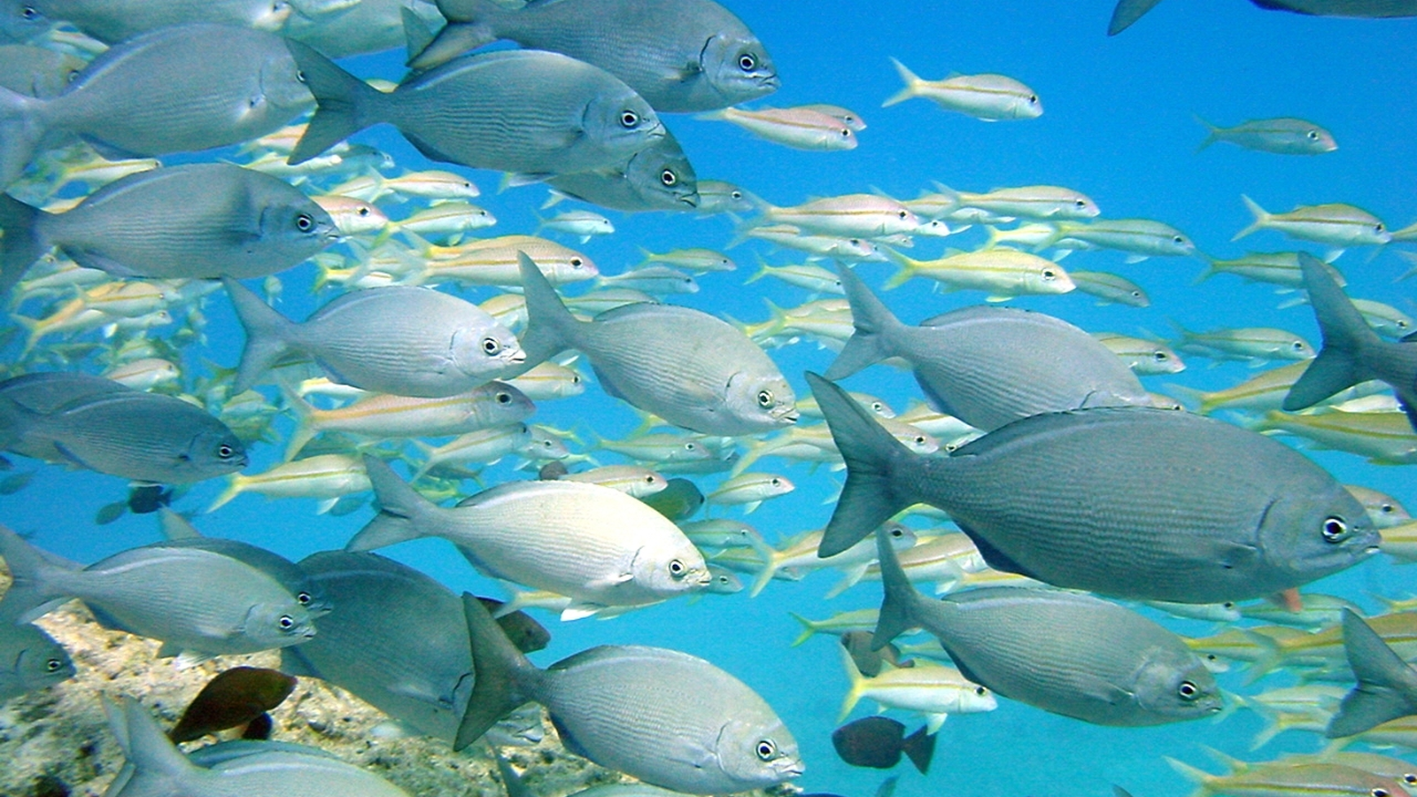 Photo representing Kauaʻi freshwater, reef, and offshore fishes